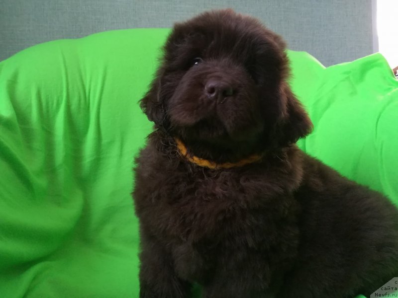 Фотография № 234039