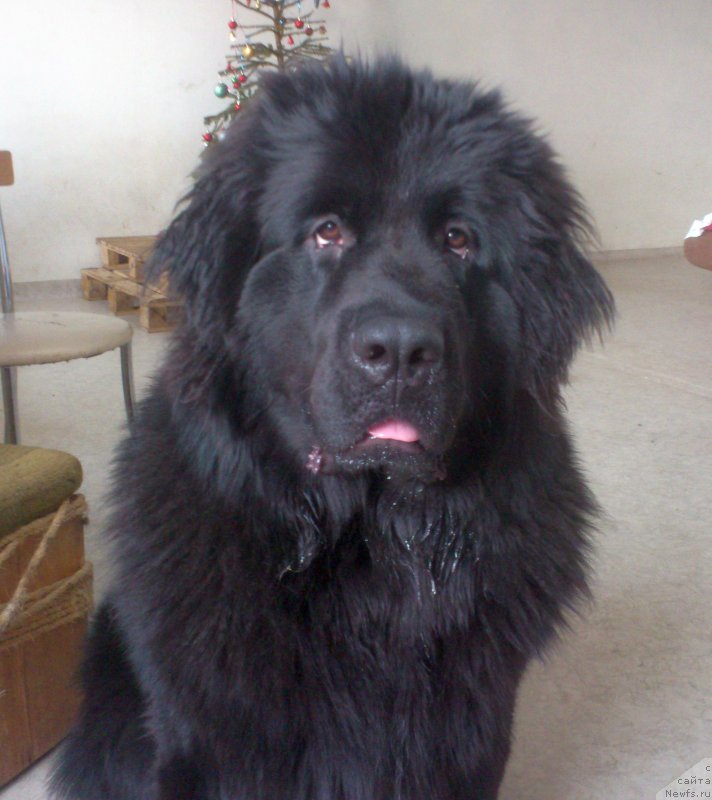 Фото: ньюфаундленд Dopra Dju (Допра Джу)