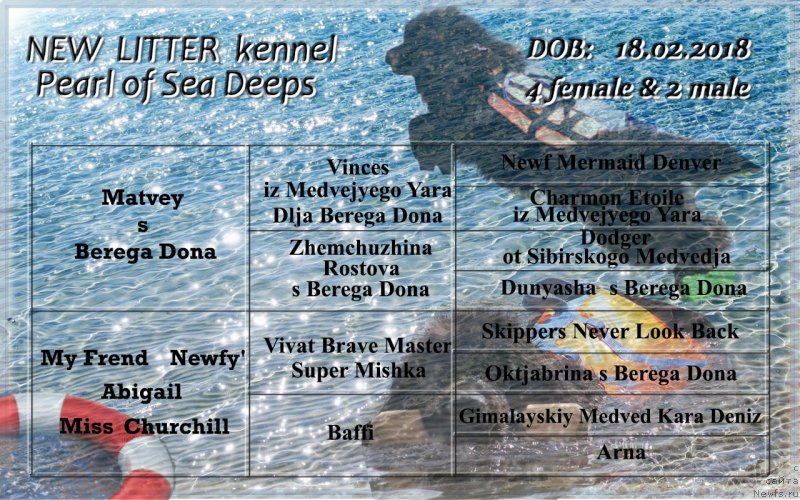 Фото: ньюфаундленд Matvey s Berega Dona (Матвей с Берега Дона), ньюфаундленд My Frend Newfy' Abigail Miss Churchill