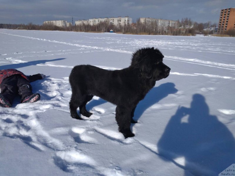 Фото: ньюфаундленд CHernyiy Balu Morisabel' (Черный Балу Морисабель)