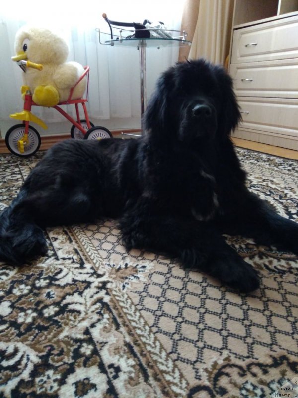 Фото: ньюфаундленд Talisman Morya Infiniti (Талисман Моря Инфинити)