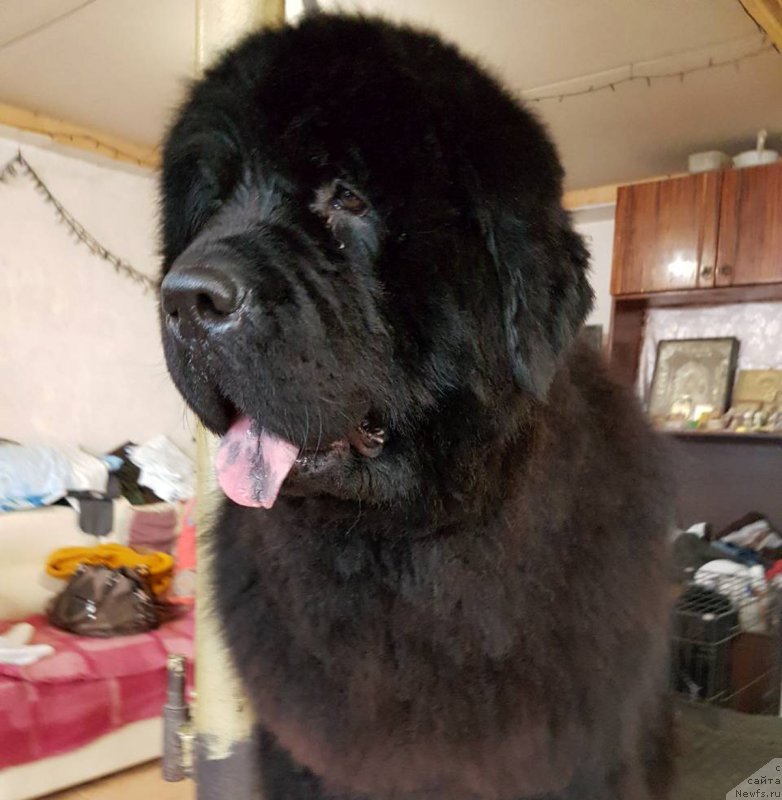 Фото: ньюфаундленд CHernyiy Balu Evita Leona (Черный Балу Евита Леона)