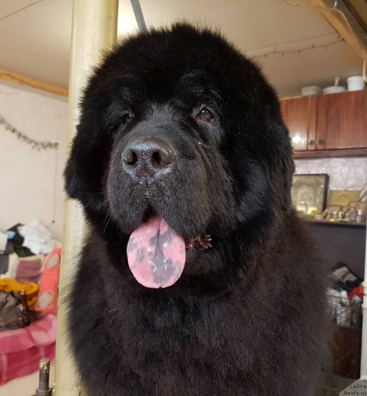 Фото: ньюфаундленд CHernyiy Balu Evita Leona (Черный Балу Евита Леона)
