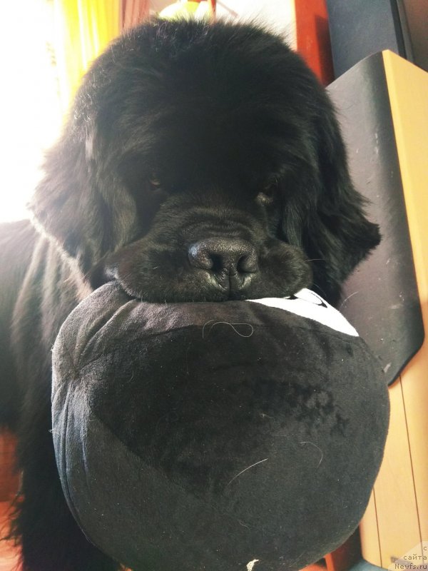 Фотография № 234073