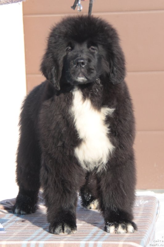 Фото: ньюфаундленд Akvian Song Foster (Аквиан Сонг Фостер)