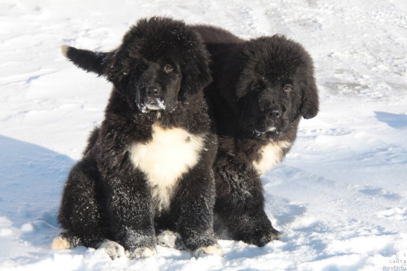 Фото: ньюфаундленд Akvian Song Foster (Аквиан Сонг Фостер), ньюфаундленд Akvian Song Fanagoriya (Аквиан Сонг Фанагория)