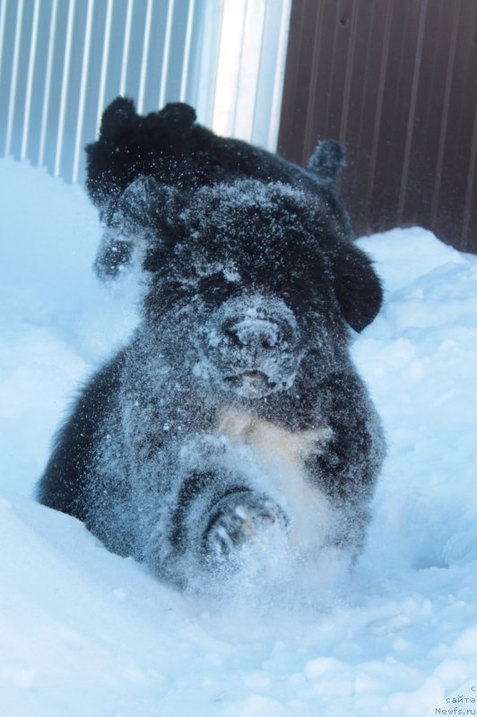 Фото: ньюфаундленд Akvian Song Foster (Аквиан Сонг Фостер)