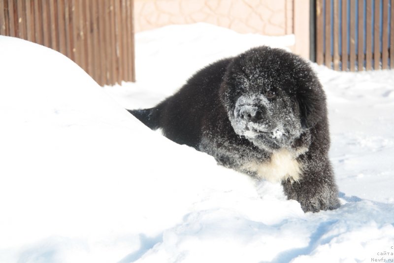 Фото: ньюфаундленд Akvian Song Foster (Аквиан Сонг Фостер)