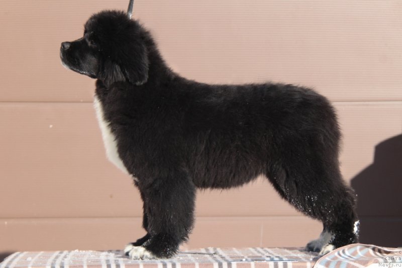 Фото: ньюфаундленд Akvian Song Fanagoriya (Аквиан Сонг Фанагория)