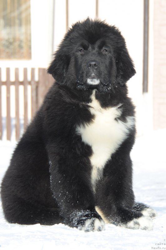 Фото: ньюфаундленд Akvian Song Fanagoriya (Аквиан Сонг Фанагория)