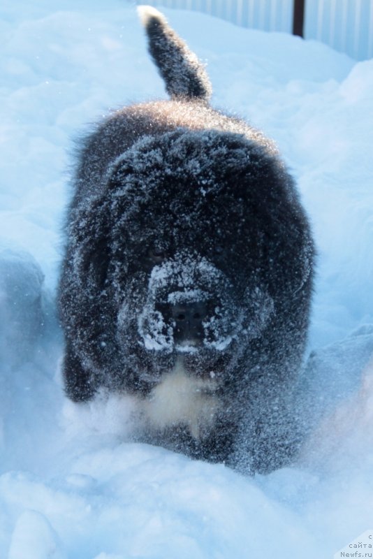 Фото: ньюфаундленд Akvian Song Fanagoriya (Аквиан Сонг Фанагория)