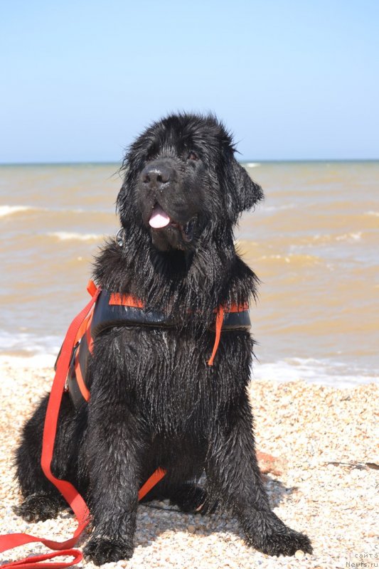 Фото: ньюфаундленд Nikol Yarkaya Zvezda (Николь Яркая Звезда)