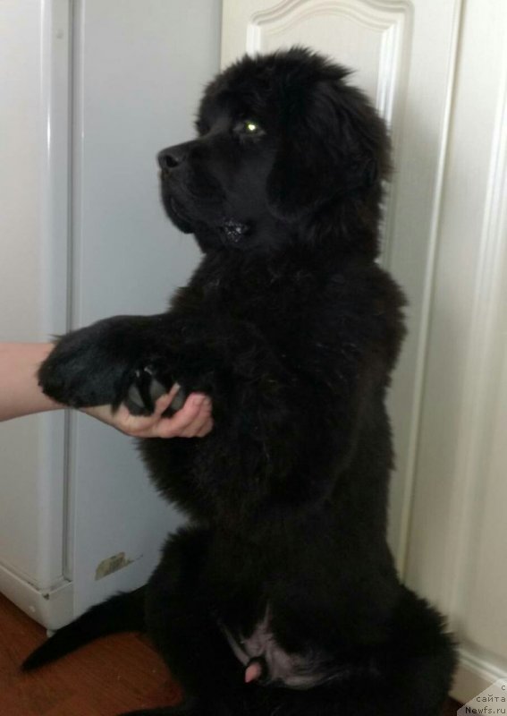 Фотография № 234097