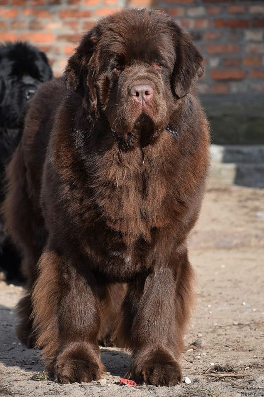 Фото: ньюфаундленд Brownblood MSK Armata Loyar Aid (Браунблад МСК Армата Лойар Аид)