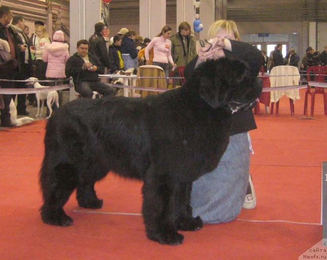 Фото: ньюфаундленд King of Helluland Viking