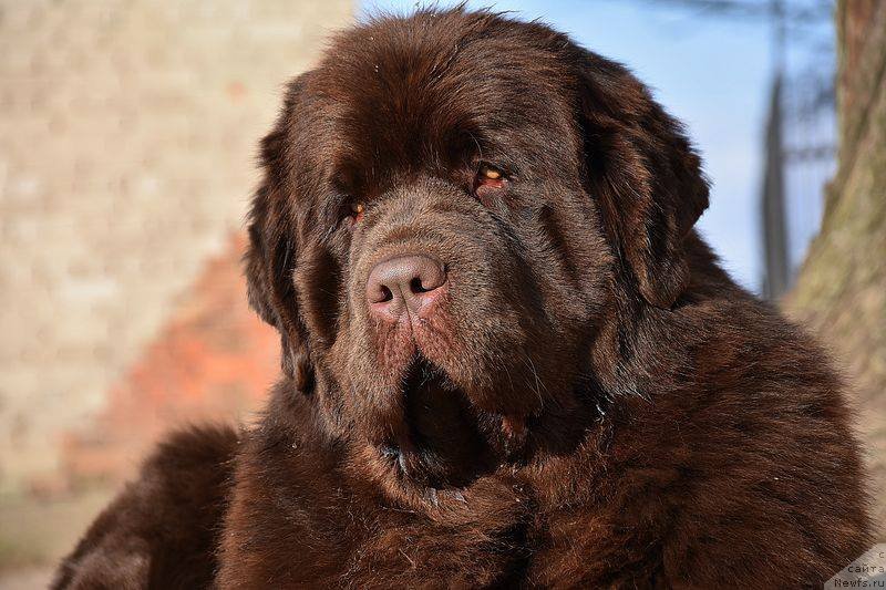 Фото: ньюфаундленд Brownblood MSK Armata Loyar Aid (Браунблад МСК Армата Лойар Аид)