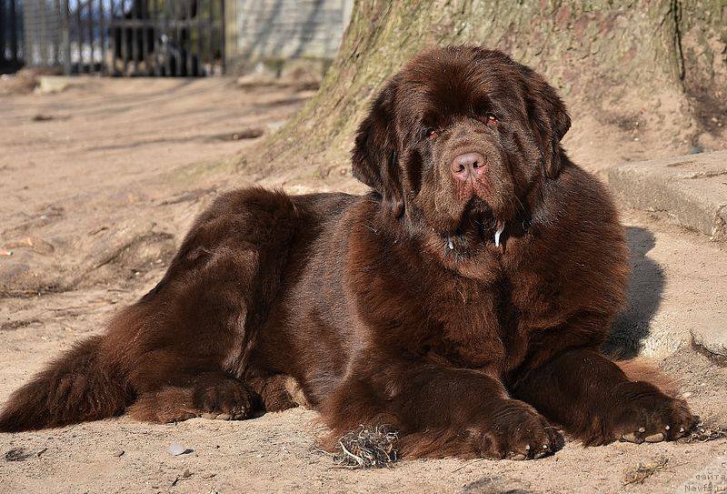 Фотография № 234101