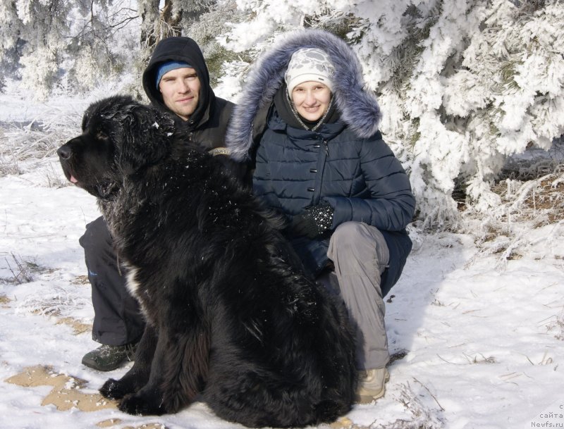 Фото: ньюфаундленд Cherniy Balu Lord-Kantsler (Черный Балу Лорд-Канцлер), Ekaterina Ivanova (Екатерина Иванова)