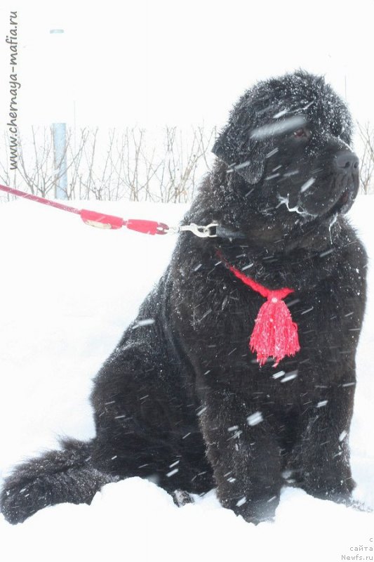 Фото: ньюфаундленд Chernaya Mafia Because I Am Worth It (Черная Мафия Бекаусе И Ам Вортх Ит)