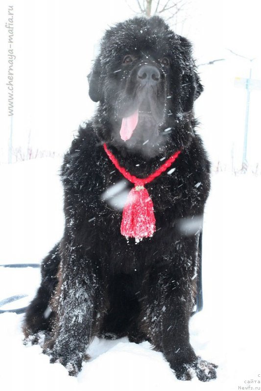 Фото: ньюфаундленд Chernaya Mafia Blues In The Night (Черная Мафия Блуес Ин Тхе Нигхт)