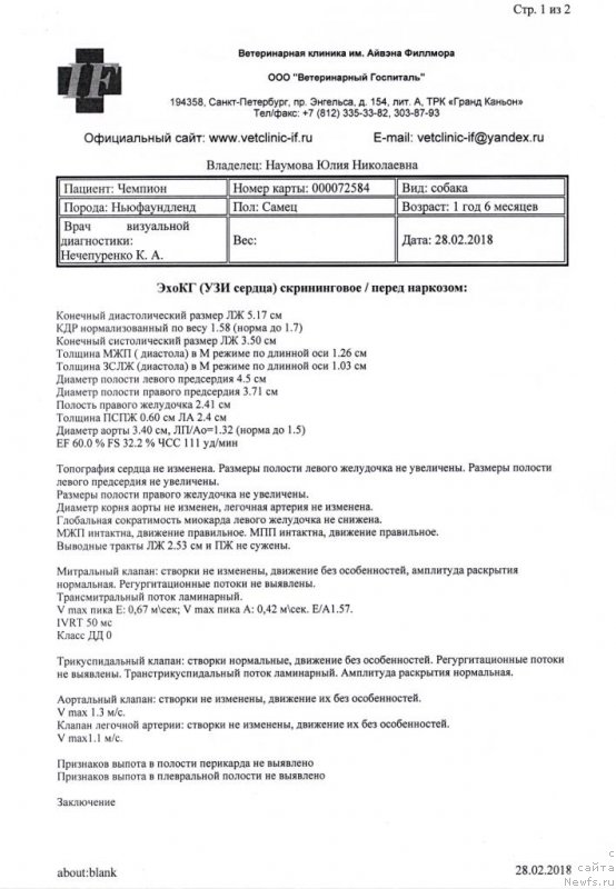 Фото: ньюфаундленд Chernaya Mafia Back To The Future (Черная Мафия Баск То Тхе Футуре)