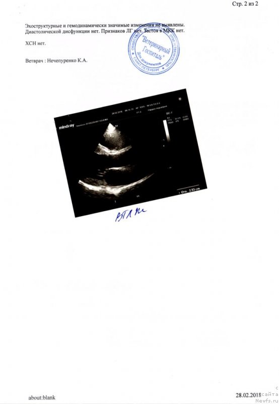 Фото: ньюфаундленд Chernaya Mafia Back To The Future (Черная Мафия Баск То Тхе Футуре)