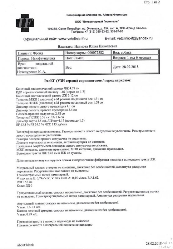 Фото: ньюфаундленд Chernaya Mafia Be Cool (Черная Мафия Бе Коол)