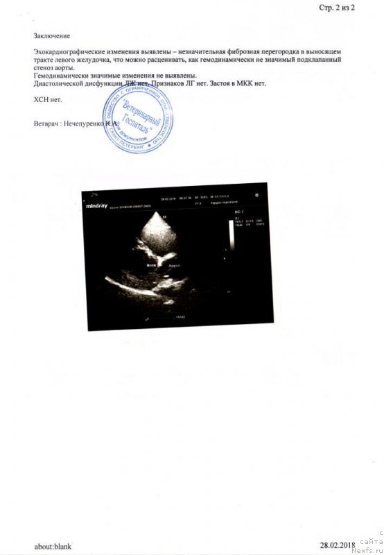 Фото: ньюфаундленд Chernaya Mafia Be Cool (Черная Мафия Бе Коол)