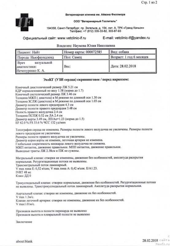 Фото: ньюфаундленд Chernaya Mafia Blues In The Night (Черная Мафия Блуес Ин Тхе Нигхт)