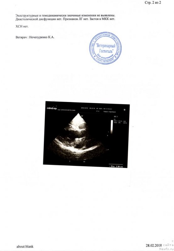 Фото: ньюфаундленд Chernaya Mafia Blues In The Night (Черная Мафия Блуес Ин Тхе Нигхт)