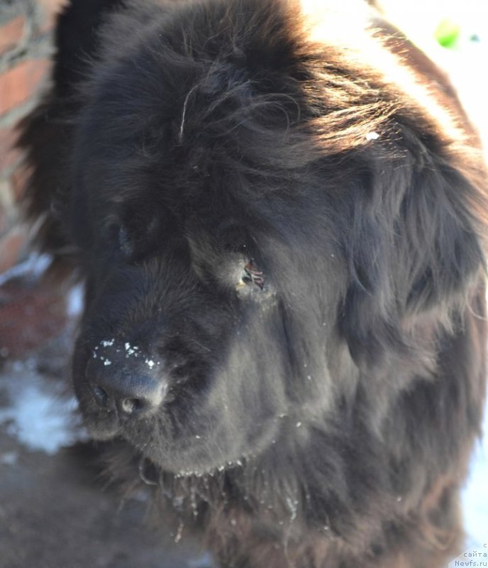 Фото: ньюфаундленд Chernaya Mafia Zoom Into Me (Черная Мафия Зоом Инто Ме)