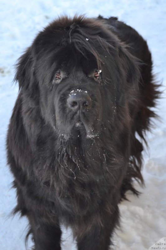 Фото: ньюфаундленд Chernaya Mafia Zoom Into Me (Черная Мафия Зоом Инто Ме)