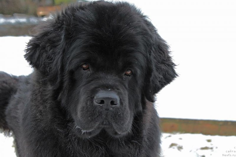 Фото: ньюфаундленд Chernaya Mafia Аngel Among Us (Черная Мафия Ангел Амонг Ус)