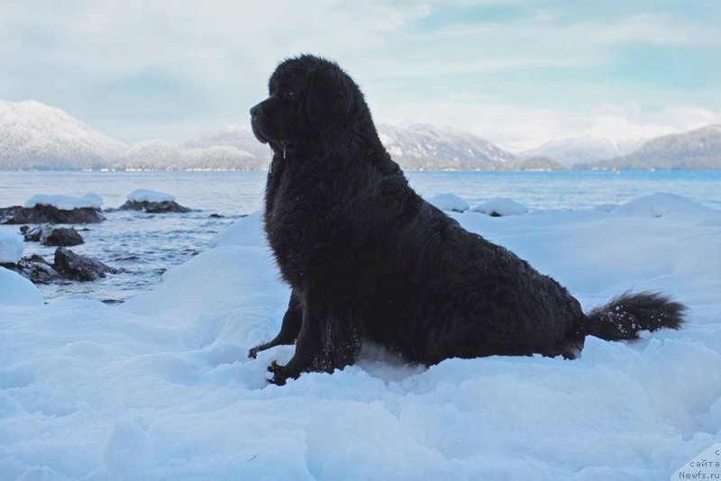 Фото: ньюфаундленд Chernaya Mafia Аngel Among Us (Черная Мафия Ангел Амонг Ус)