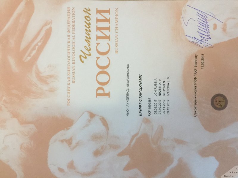 Фото: ньюфаундленд Brift Star Cunami (Брифт Стар Цунами), ньюфаундленд Brift Star Cunami (Брифт Стар Цунами)