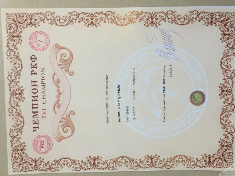 Фото: ньюфаундленд Brift Star Cunami (Брифт Стар Цунами)