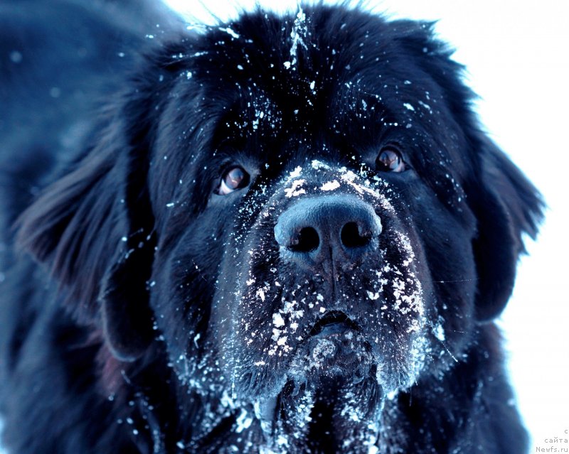 Фотография № 234130