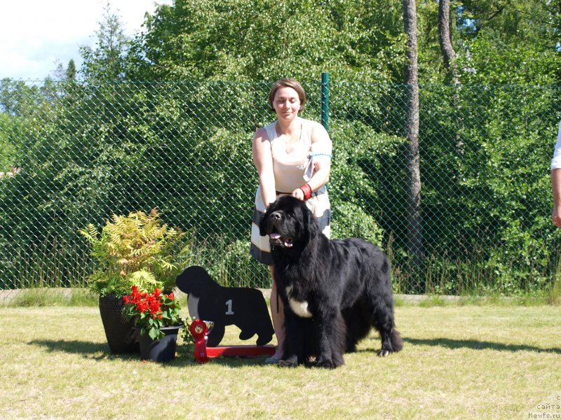 Фото: ньюфаундленд Beguschaya po Volnam Сhart Topper (Бегущая по Волнам Чарт Топпер)