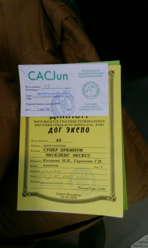 Фото: ньюфаундленд Super Premium Excellent Excess (Супер Премиум Экселенс Эксесс)