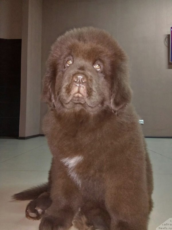 Фотография № 234137