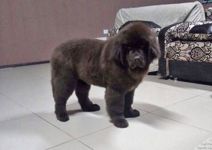 Фотография № 234138