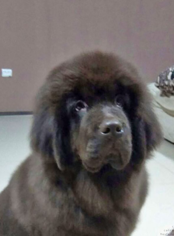 Фотография № 234139