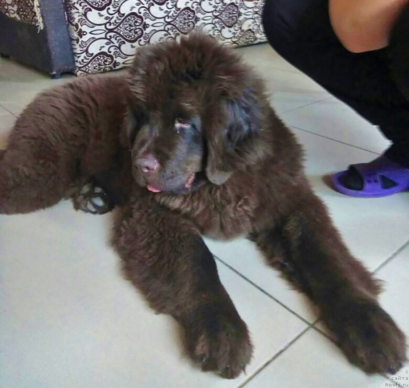 Фотография № 234142