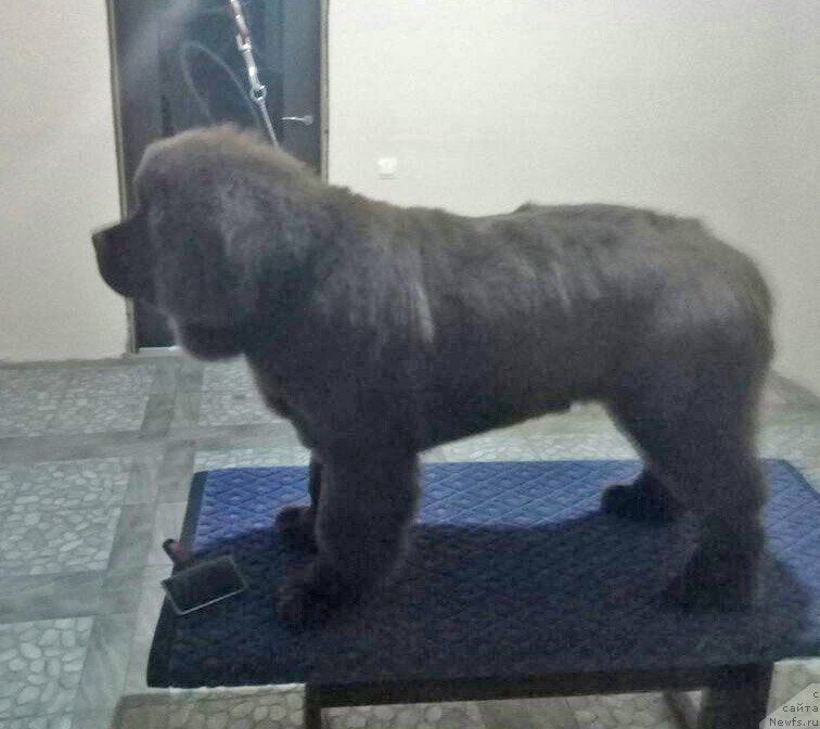 Фотография № 234143