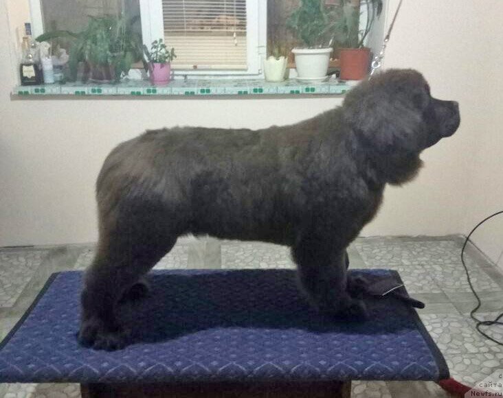 Фотография № 234144