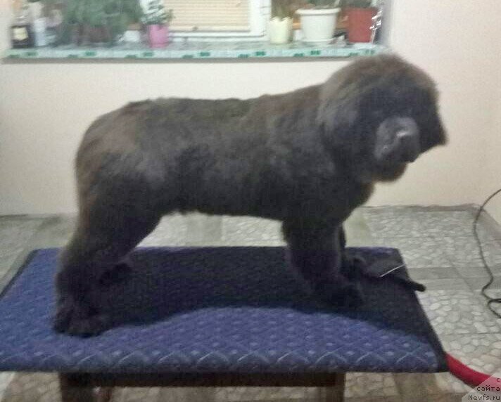 Фотография № 234145