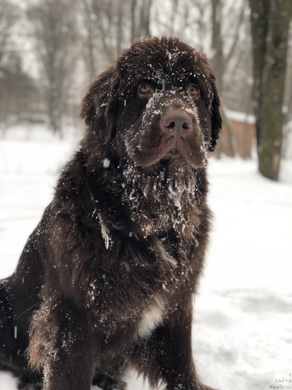 Фото: ньюфаундленд Brownblood MSK Audi Red Less (Браунблад МСК Ауди Рэд Лэсс)