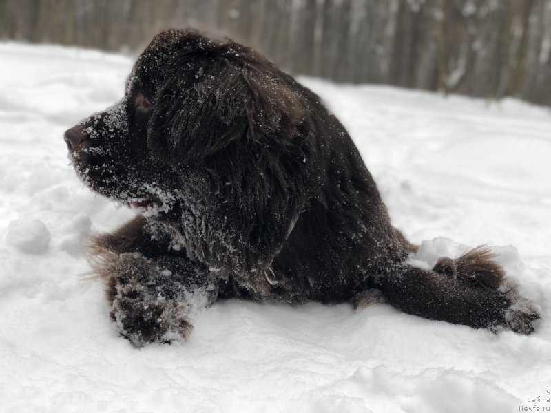 Фото: ньюфаундленд Brownblood MSK Audi Red Less (Браунблад МСК Ауди Рэд Лэсс)