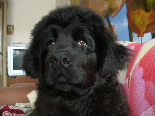 Фото: ньюфаундленд Plyushevaya Panda Mona-Liza (Плюшевая Панда Мона-Лиза)