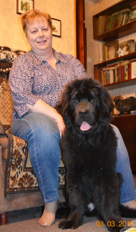 Фото: ньюфаундленд CHernyiy Balu Martin Iden (Черный Балу Мартин Иден)